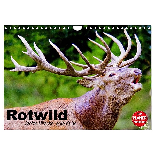Rotwild. Edle Hirsche, stolze Kühe (Wandkalender 2024 DIN A4 quer), CALVENDO Monatskalender, Elisabeth Stanzer