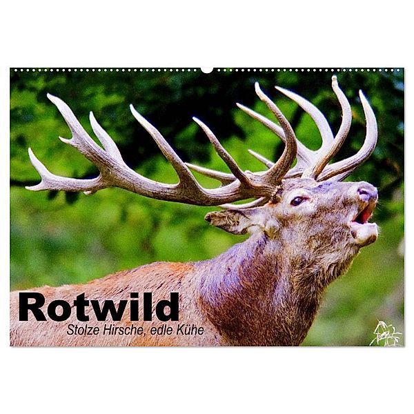 Rotwild. Edle Hirsche, stolze Kühe (Wandkalender 2024 DIN A2 quer), CALVENDO Monatskalender, Elisabeth Stanzer
