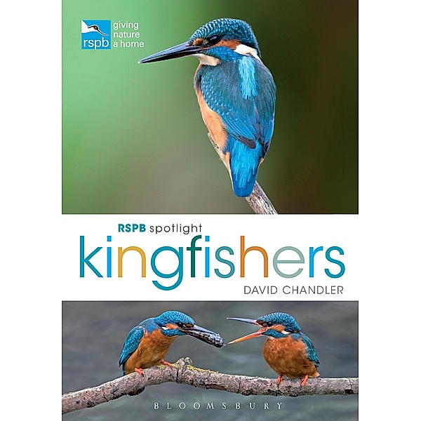 RSPB Spotlight Kingfishers, David Chandler
