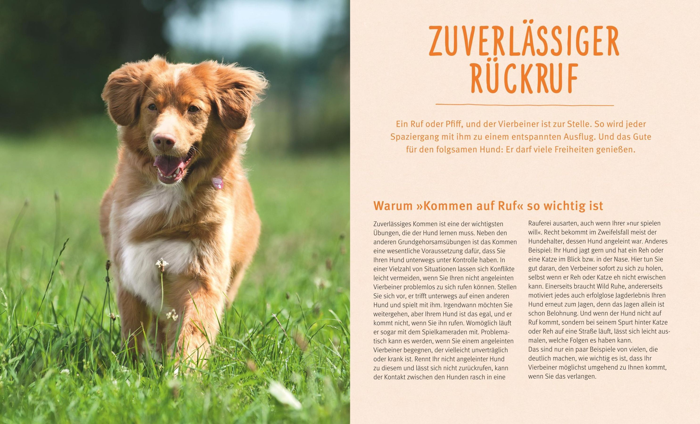 Rückruf-Training für Hunde Buch bei Weltbild.at online bestellen