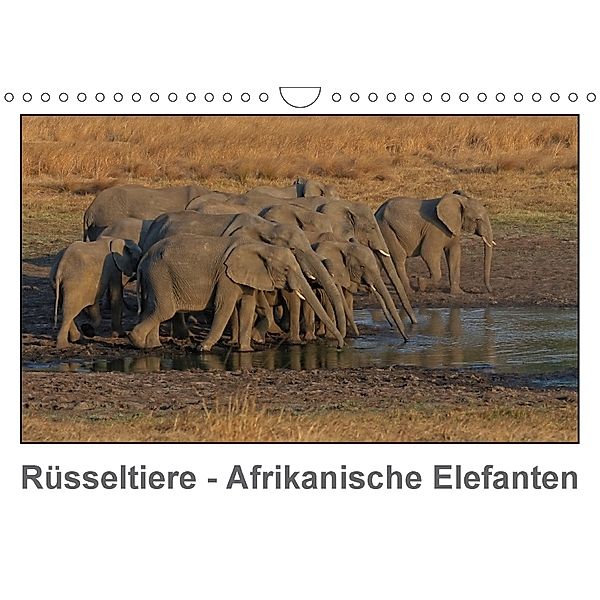 Rüsseltiere - Afrikanische Elefanten (Wandkalender 2018 DIN A4 quer), Gerald Wolf