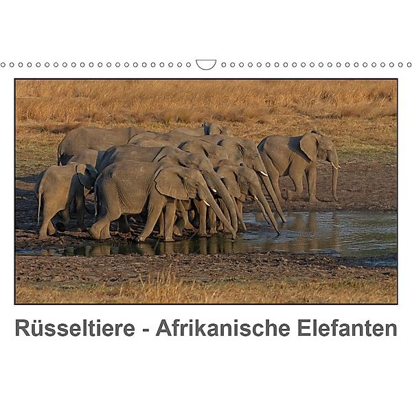 Rüsseltiere - Afrikanische Elefanten (Wandkalender 2021 DIN A3 quer), Gerald Wolf