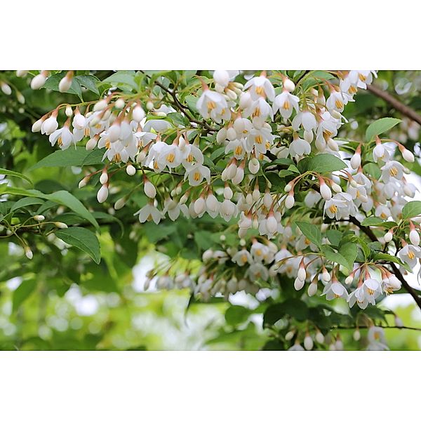 Rundblättriger Storaxbaum, weiß blühend, 1 Pflanze