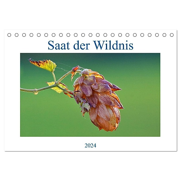 Saat der Wildnis (Tischkalender 2024 DIN A5 quer), CALVENDO Monatskalender, Clemens Stenner