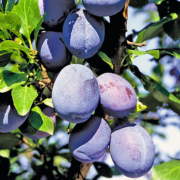 Säulen-Pflaume, blau