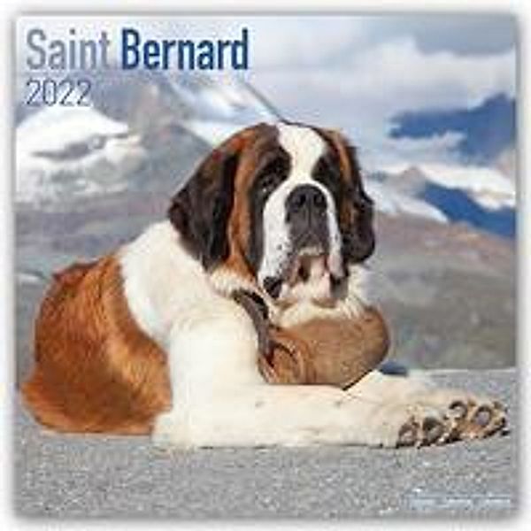 Saint Bernard - Bernhardiner 2022 - 16-Monatskalender, Avonside Publishing Ltd