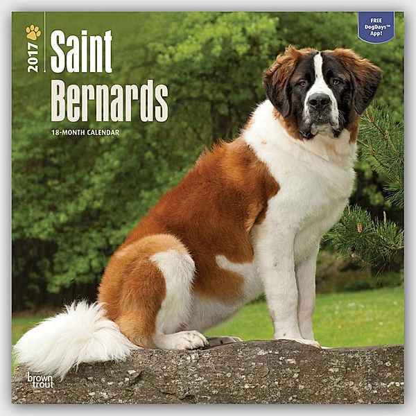 Saint Bernards/Bernhardiner 2017 - 18-Monatskalender