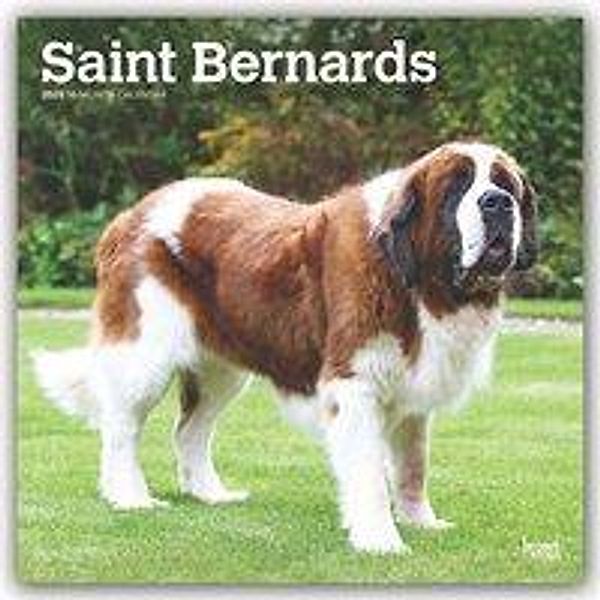 Saint Bernards - Bernhardiner 2020, BrownTrout Publisher