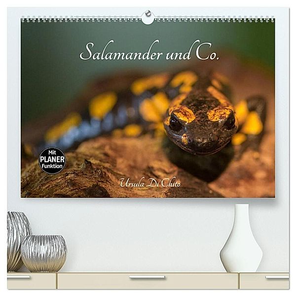 Salamander und Co. (hochwertiger Premium Wandkalender 2024 DIN A2 quer), Kunstdruck in Hochglanz, Ursula Di Chito