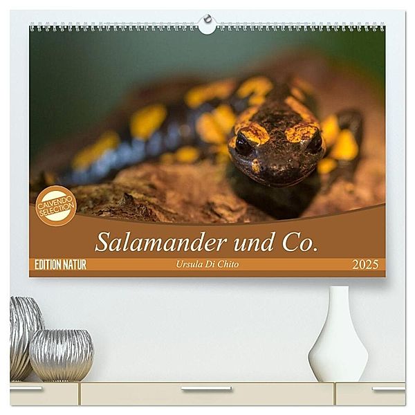 Salamander und Co. (hochwertiger Premium Wandkalender 2025 DIN A2 quer), Kunstdruck in Hochglanz, Calvendo, Ursula Di Chito