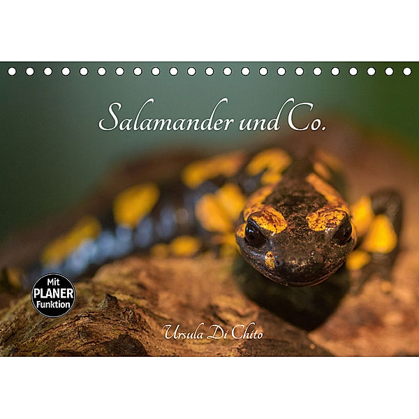 Salamander und Co. (Tischkalender 2019 DIN A5 quer), Ursula Di Chito