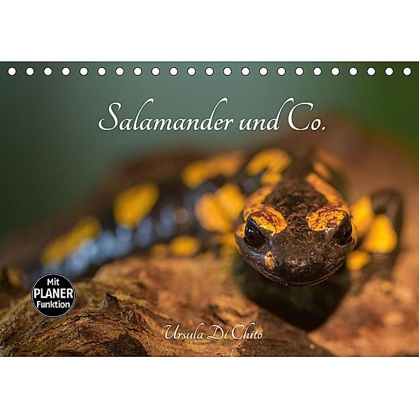 Salamander und Co. (Tischkalender 2021 DIN A5 quer), Ursula Di Chito