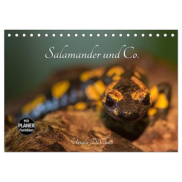 Salamander und Co. (Tischkalender 2024 DIN A5 quer), CALVENDO Monatskalender, Ursula Di Chito
