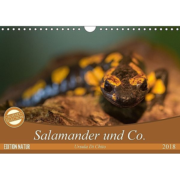 Salamander und Co. (Wandkalender 2018 DIN A4 quer) Dieser erfolgreiche Kalender wurde dieses Jahr mit gleichen Bildern u, Ursula Di Chito