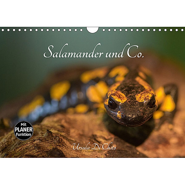 Salamander und Co. (Wandkalender 2019 DIN A4 quer), Ursula Di Chito