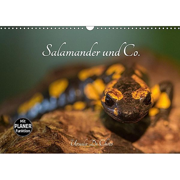 Salamander und Co. (Wandkalender 2021 DIN A3 quer), Ursula Di Chito