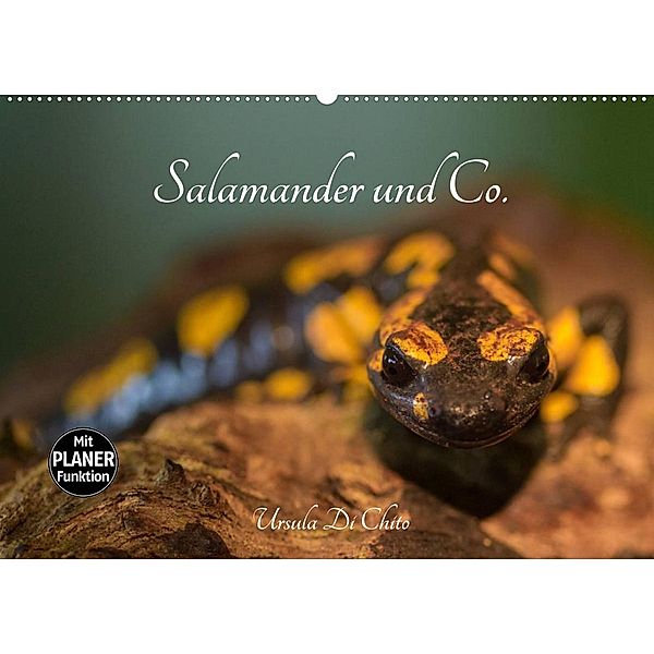 Salamander und Co. (Wandkalender 2023 DIN A2 quer), Ursula Di Chito