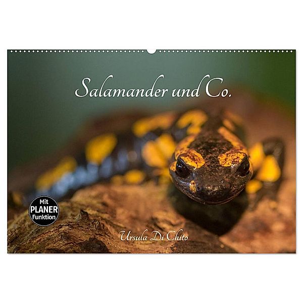 Salamander und Co. (Wandkalender 2024 DIN A2 quer), CALVENDO Monatskalender, Ursula Di Chito