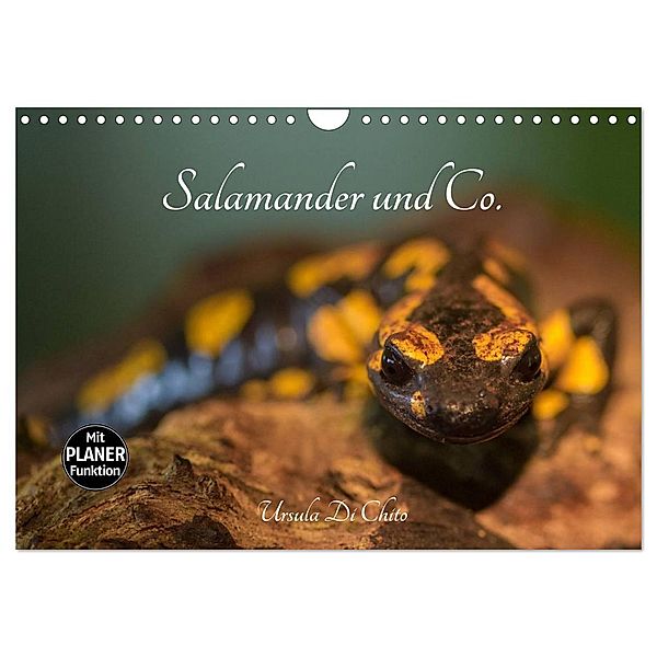 Salamander und Co. (Wandkalender 2024 DIN A4 quer), CALVENDO Monatskalender, Ursula Di Chito