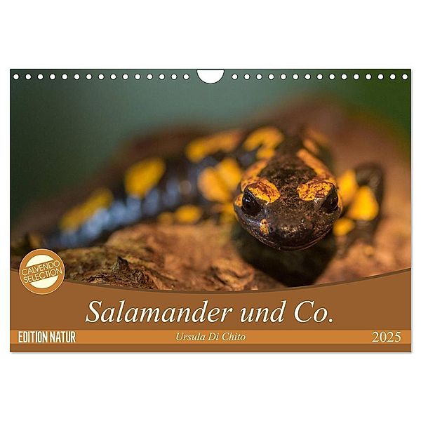 Salamander und Co. (Wandkalender 2025 DIN A4 quer), CALVENDO Monatskalender, Calvendo, Ursula Di Chito