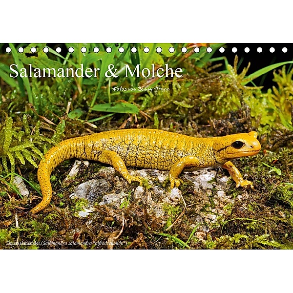 Salamander und Molche (Tischkalender 2021 DIN A5 quer), Benny Trapp