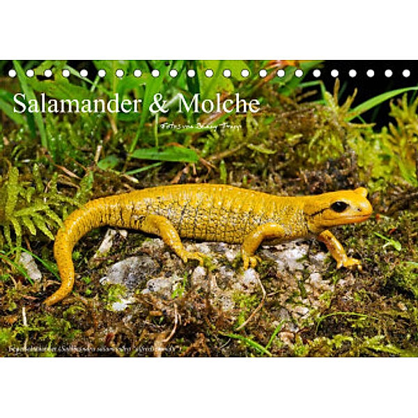 Salamander und Molche (Tischkalender 2022 DIN A5 quer), Benny Trapp