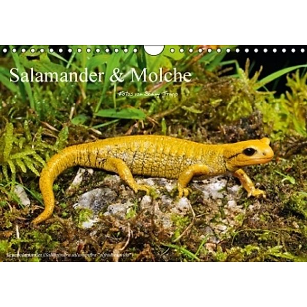 Salamander und Molche (Wandkalender 2016 DIN A4 quer), Benny Trapp