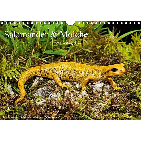 Salamander und Molche (Wandkalender 2021 DIN A4 quer), Benny Trapp