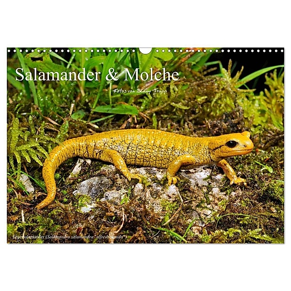 Salamander und Molche (Wandkalender 2024 DIN A3 quer), CALVENDO Monatskalender, Benny Trapp