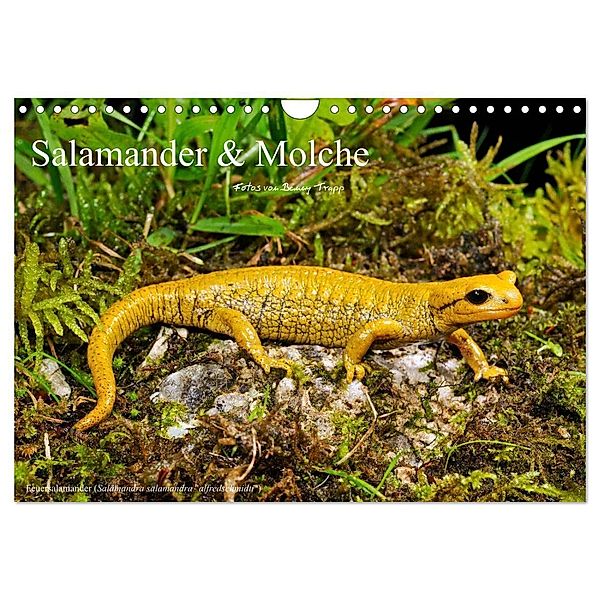 Salamander und Molche (Wandkalender 2024 DIN A4 quer), CALVENDO Monatskalender, Benny Trapp