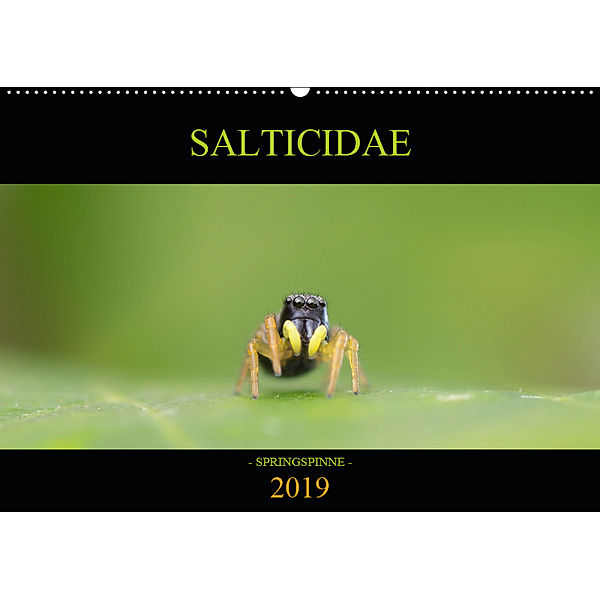 SALTICIDAE Kalender 2019 (Wandkalender 2019 DIN A2 quer), David Daniel