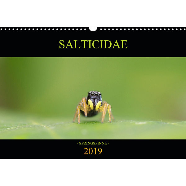 SALTICIDAE Kalender 2019 (Wandkalender 2019 DIN A3 quer), David Daniel