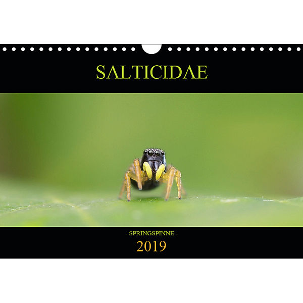 SALTICIDAE Kalender 2019 (Wandkalender 2019 DIN A4 quer), David Daniel