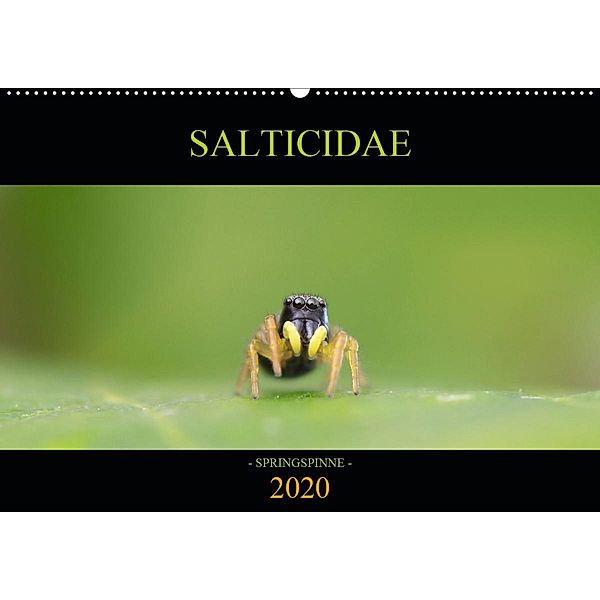 SALTICIDAE Kalender 2020 (Wandkalender 2020 DIN A2 quer), David Danielzik