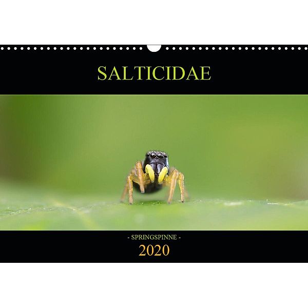 SALTICIDAE Kalender 2020 (Wandkalender 2020 DIN A3 quer), David Danielzik