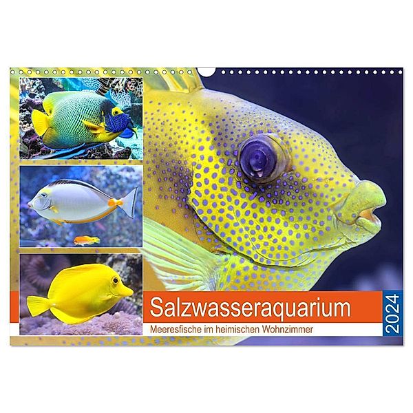 Salzwasseraquarium. Meeresfische im heimischen Wohnzimmer (Wandkalender 2024 DIN A3 quer), CALVENDO Monatskalender, Rose Hurley