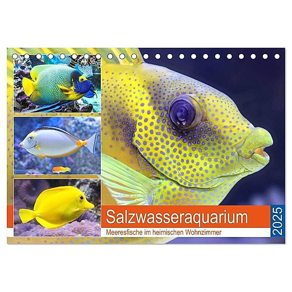 Salzwasseraquarium. Meeresfische im heimischen Wohnzimmer (Tischkalender 2025 DIN A5 quer), CALVENDO Monatskalender, Calvendo, Rose Hurley