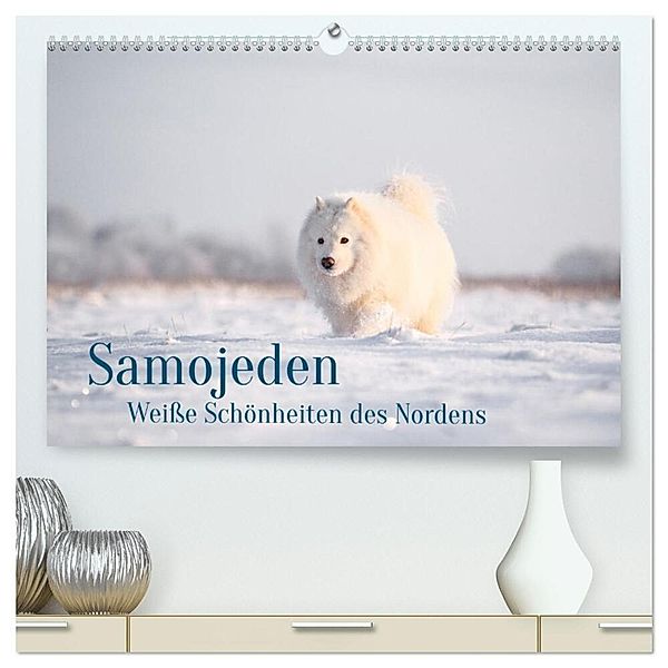 Samojeden - Liebenswerte Fellkugeln (hochwertiger Premium Wandkalender 2024 DIN A2 quer), Kunstdruck in Hochglanz, Annett Mirsberger