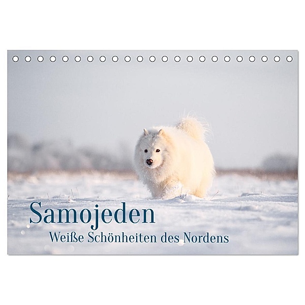 Samojeden - Liebenswerte Fellkugeln (Tischkalender 2024 DIN A5 quer), CALVENDO Monatskalender, Annett Mirsberger