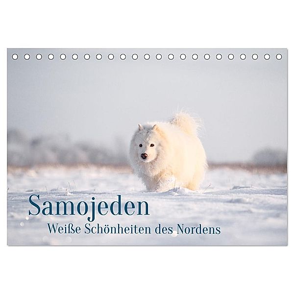Samojeden - Liebenswerte Fellkugeln (Tischkalender 2025 DIN A5 quer), CALVENDO Monatskalender, Calvendo, Annett Mirsberger