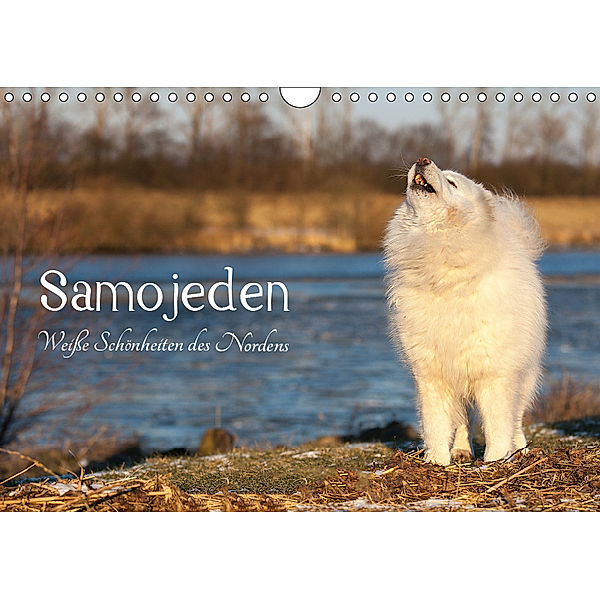 Samojeden - Liebenswerte Fellkugeln (Wandkalender 2019 DIN A4 quer), Tierpfoto Annett Mirsberger