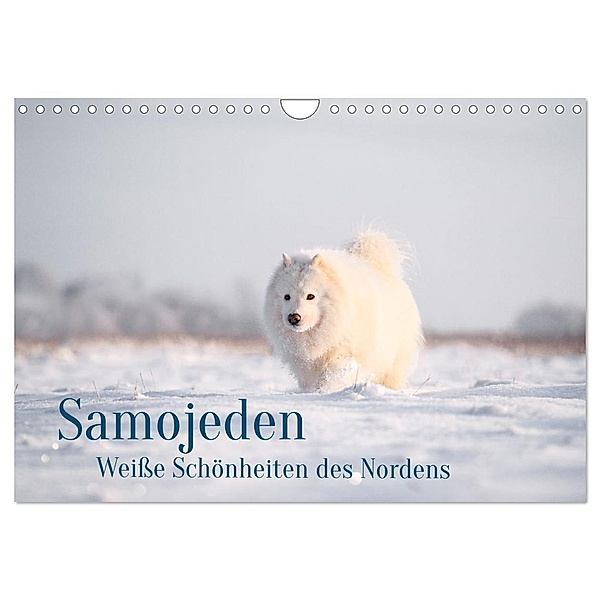 Samojeden - Liebenswerte Fellkugeln (Wandkalender 2024 DIN A4 quer), CALVENDO Monatskalender, Annett Mirsberger