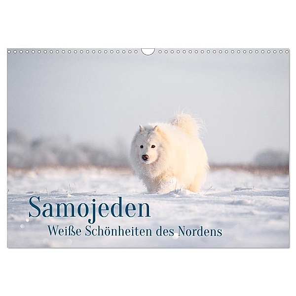 Samojeden - Liebenswerte Fellkugeln (Wandkalender 2024 DIN A3 quer), CALVENDO Monatskalender, Annett Mirsberger