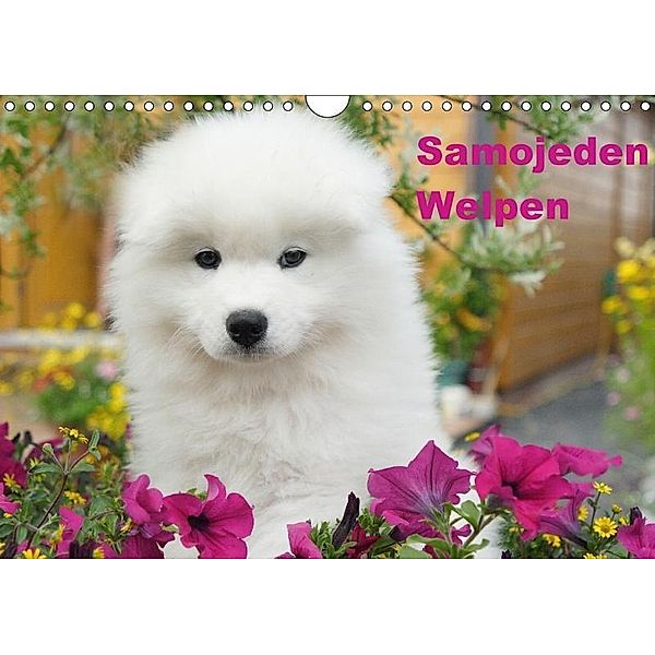 Samojeden Welpen (Wandkalender 2017 DIN A4 quer), Verena Scholze, Fotodesign Verena Scholze