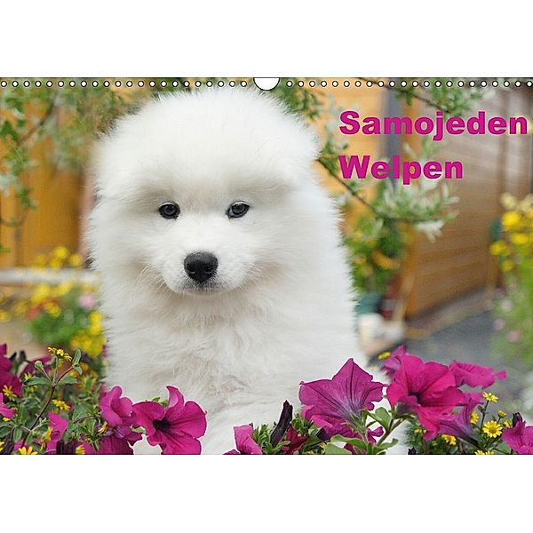 Samojeden Welpen (Wandkalender 2018 DIN A3 quer), Verena Scholze