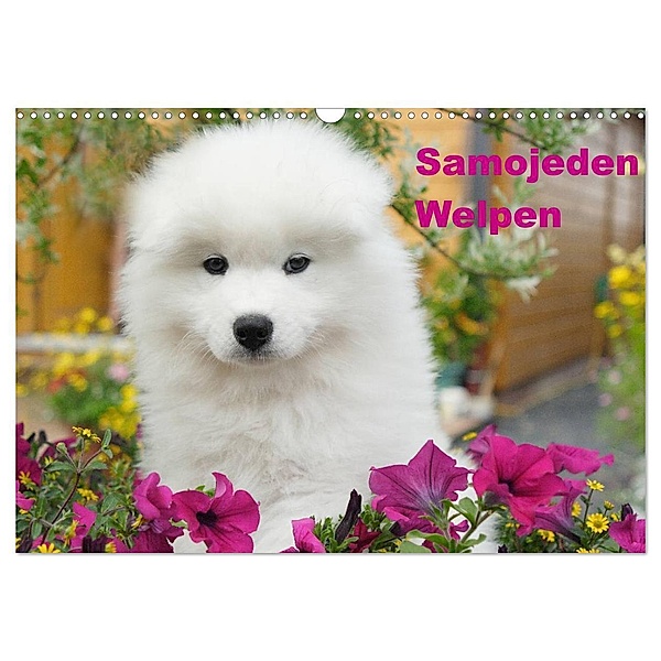 Samojeden Welpen (Wandkalender 2024 DIN A3 quer), CALVENDO Monatskalender, Fotodesign Verena Scholze