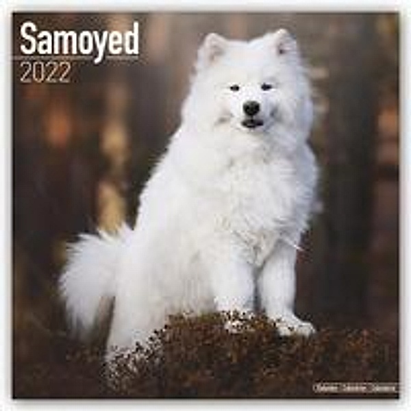 Samoyed - Samojeden 2022 - 16-Monatskalender, Avonside Publishing Ltd