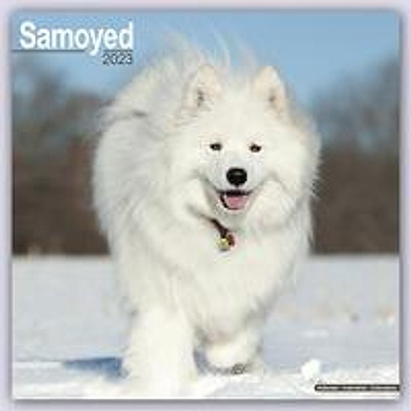 Samoyed - Samojeden 2023 - 16-Monatskalender, Avonside Publishing Ltd