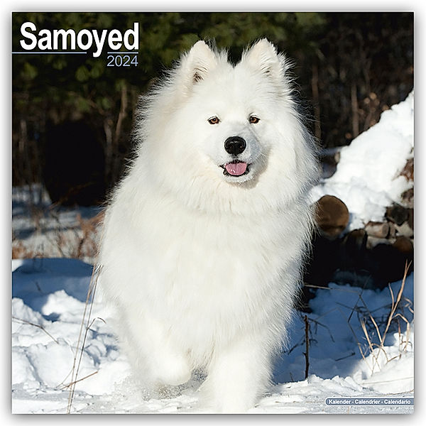 Samoyed - Samojeden 2024 - 16-Monatskalender, Avonside Publishing Ltd
