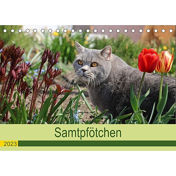 Samtpfötchen - Die treusten Begleiter 2023 (Tischkalender 2023 DIN A5 quer), Karin Kraus